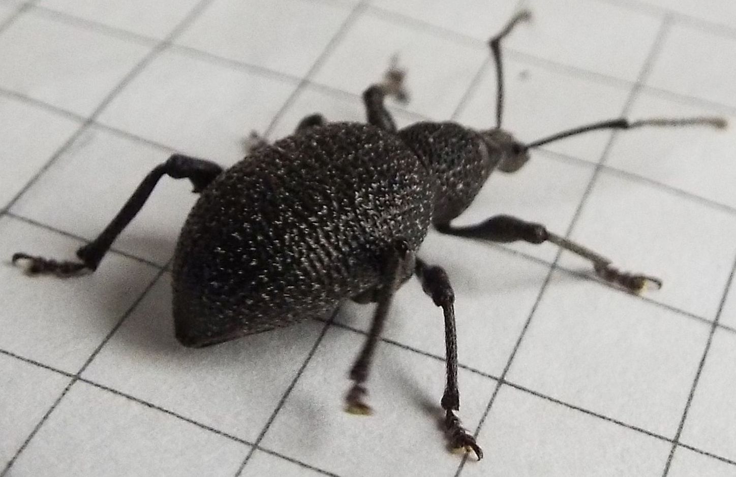 Otiorhynchus armatus - Curculionidae